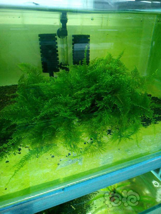 自养水晶虾缸三角莫斯一斤150元包邮