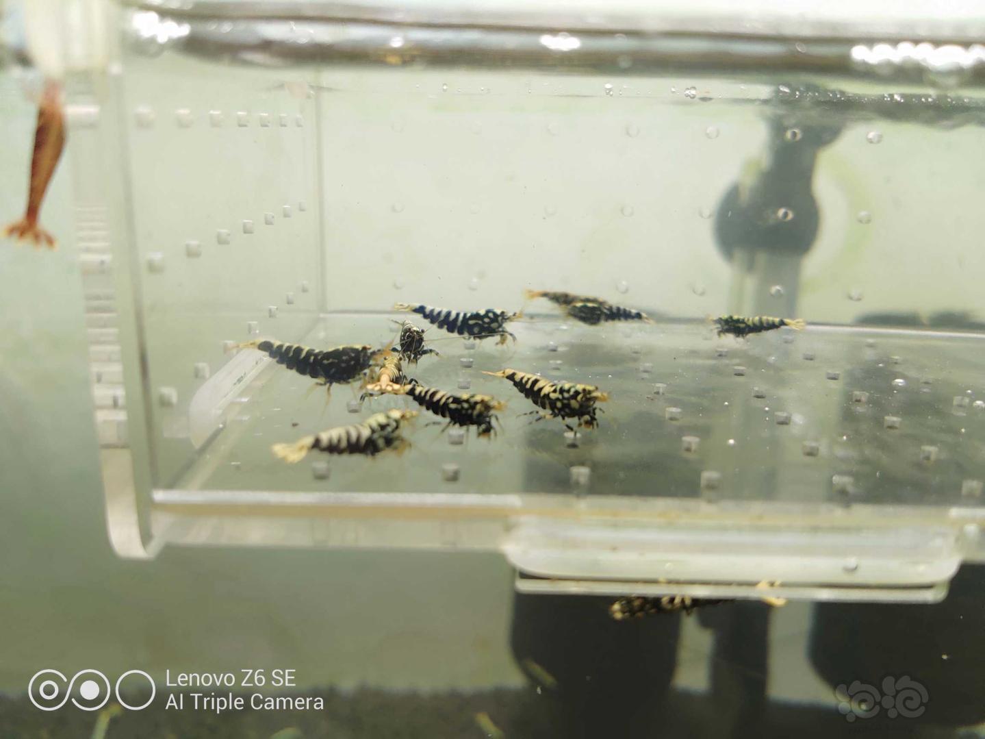 【虾】2020-06-06#RMB拍卖黑银河小虾一份-图5