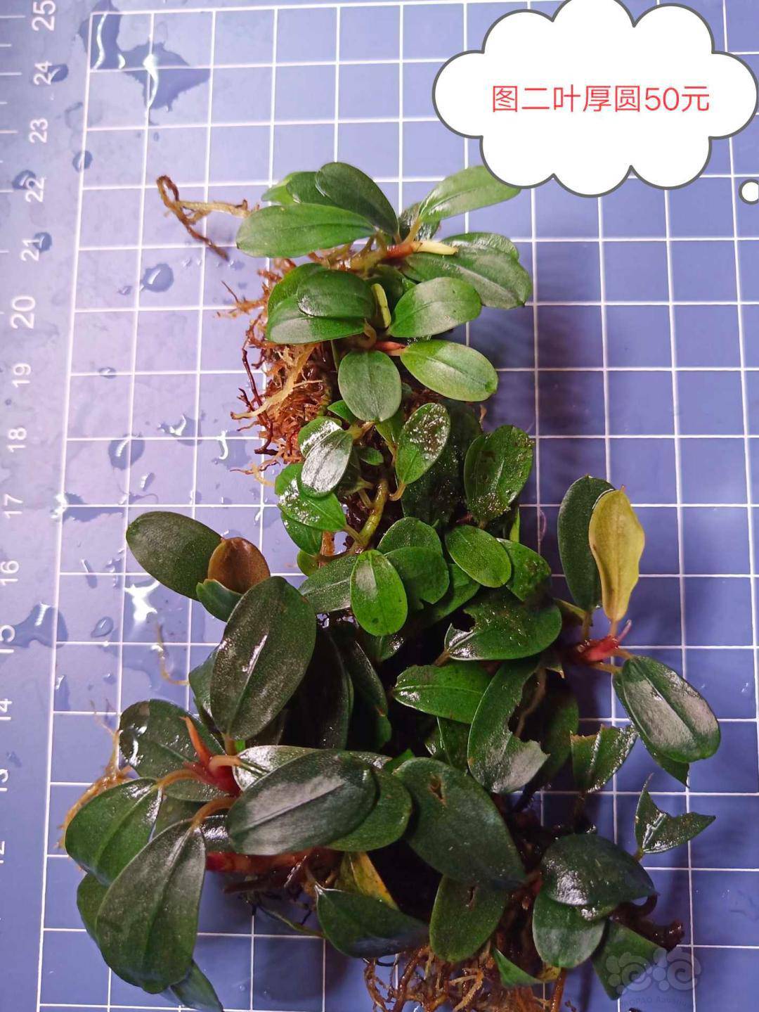 出辣椒榕水上草