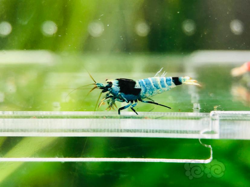 【虾】2020-6-4#RMB拍卖一份蓝化花头繁殖组-5只-图4