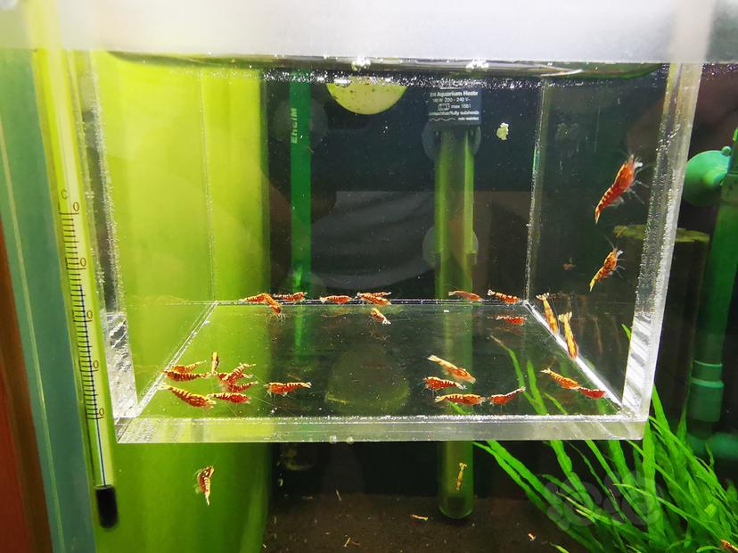 【虾】2020-06-17#RMB拍卖红银河幼虾一组30只-图3