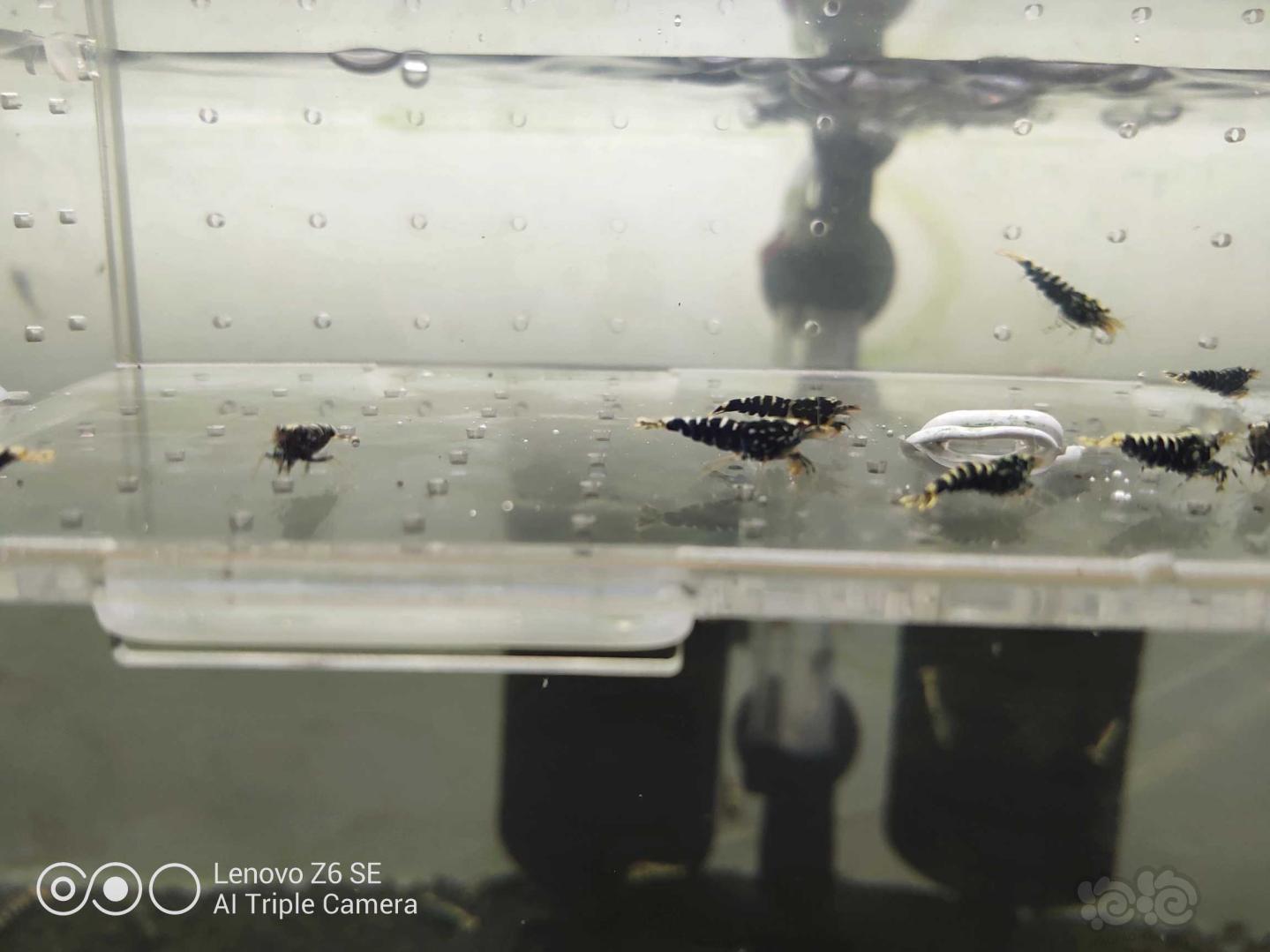 【虾】2020-06-05#RMB拍卖黑银河小虾一份-图5