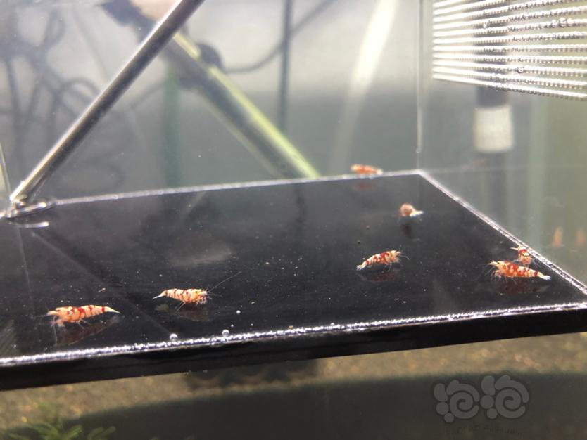 【虾】2020-6-3#RMB拍卖红花虎小虾8只-图5