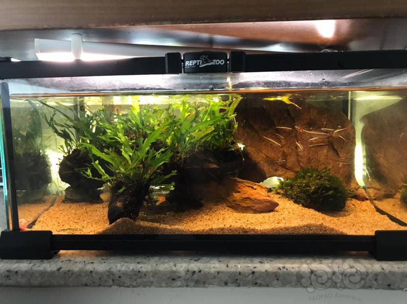 【灯科鱼】二十条白云金丝,入缸少6条