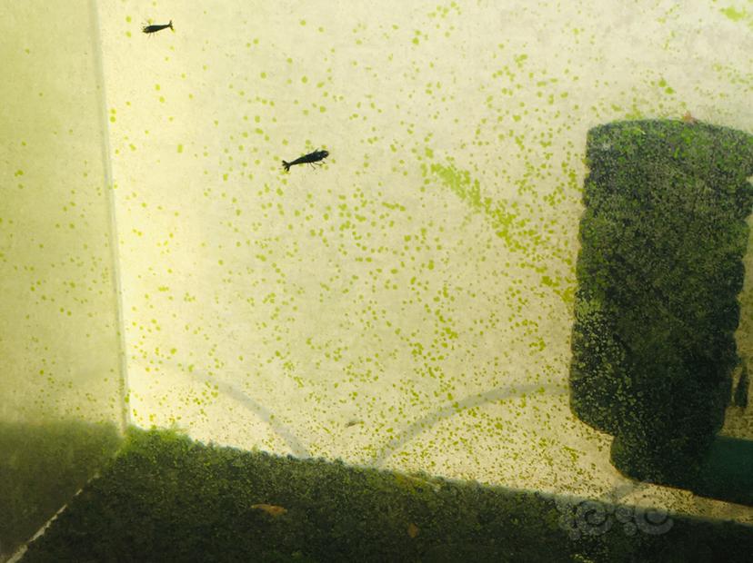 娜拉除藻酵素黑银河水晶虾缸评测〈五〉-图2