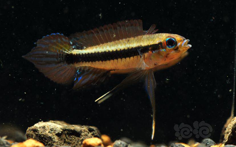 阿莲卡蓝袖瑕不掩瑜