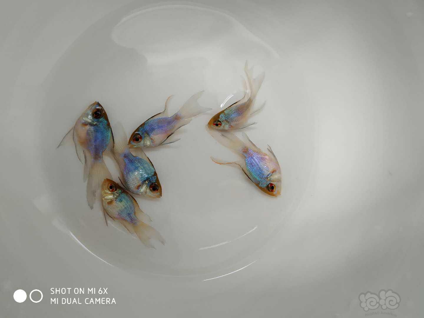 【热带鱼】山东青岛出售蓝波子和24K胡子鱼苗-图1