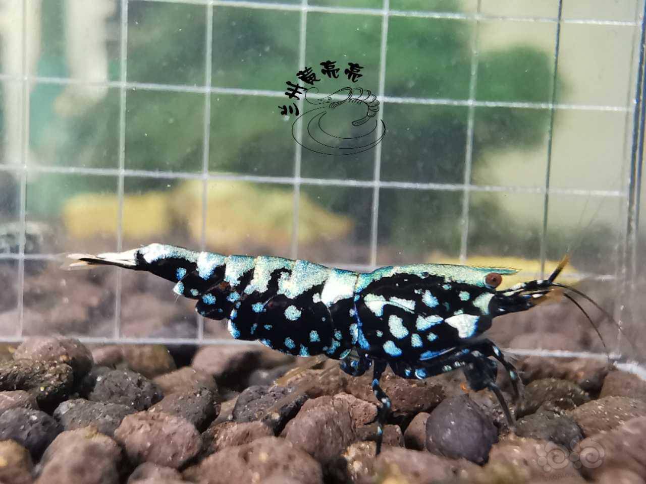 20200622rmb拍卖黑银河星钻繁殖组一份3只