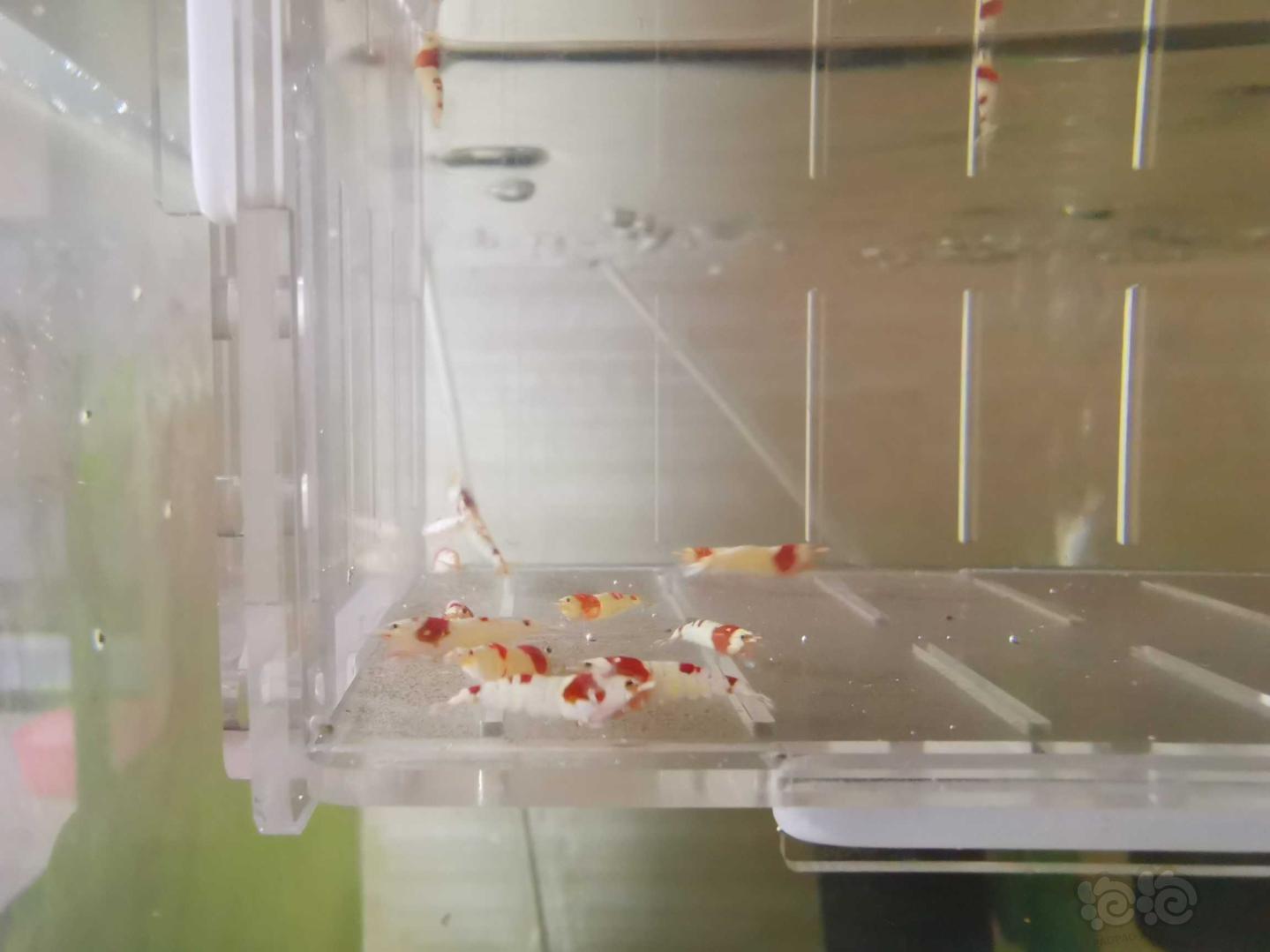 【虾】2020-06-29#RMB拍卖红白水晶虾18只-图1