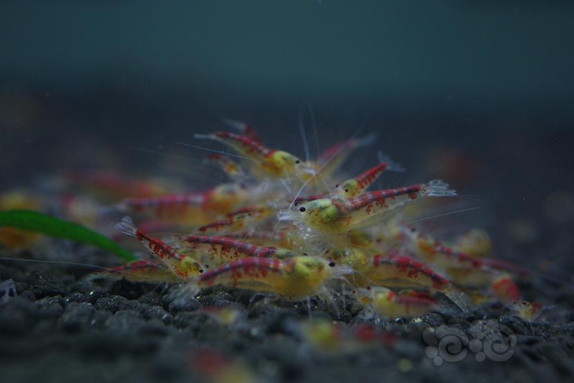 黄金龙、纯血红白水晶虾-图5