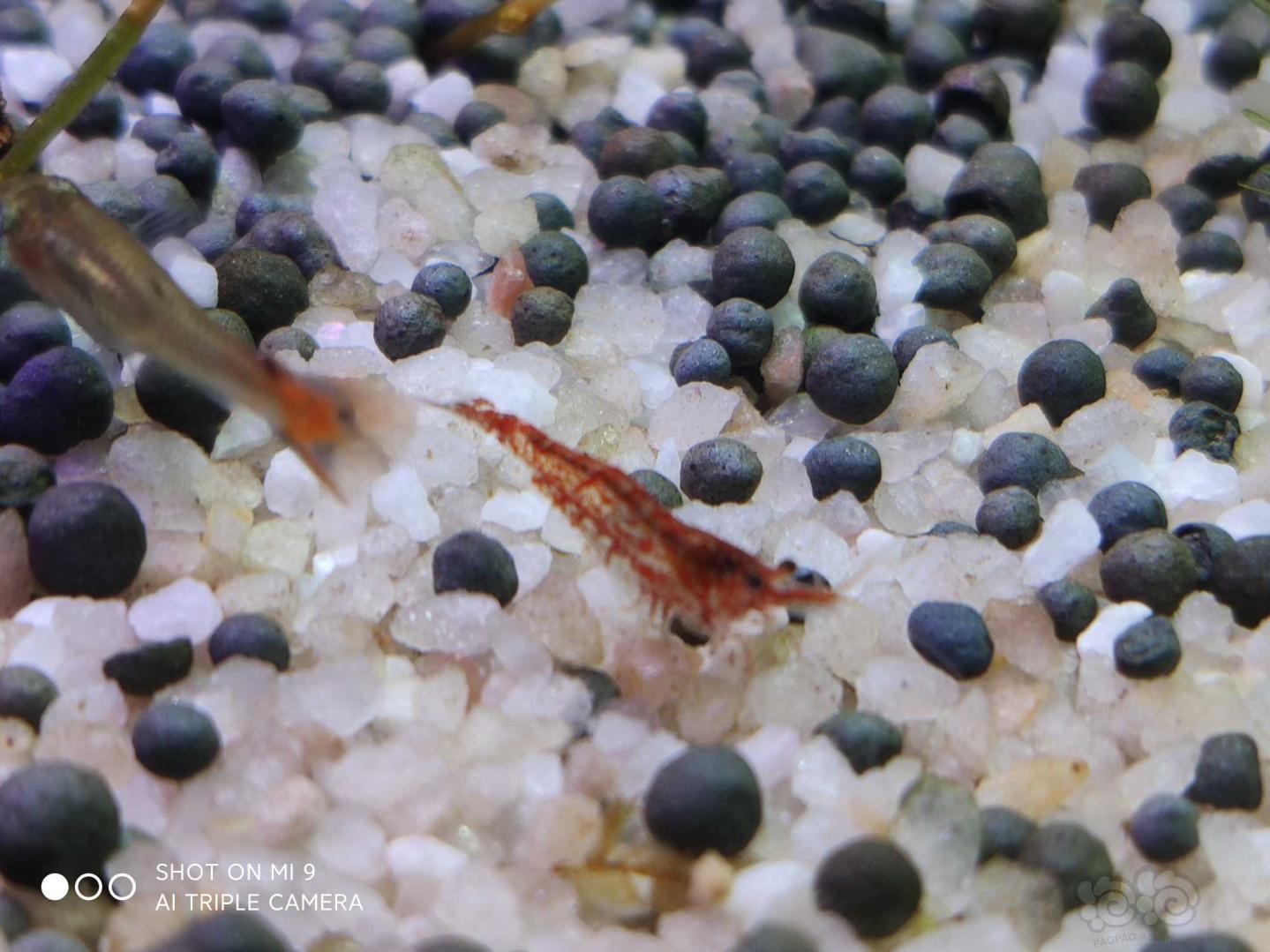 缸里的小米虾…-图3
