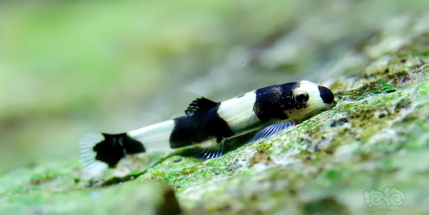 熊猫鳅成体图片