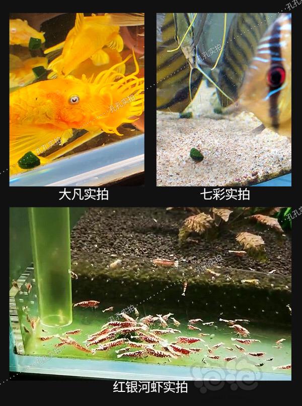 9.9包邮虾粮鱼粮出口小球藻(孔孔)-图5