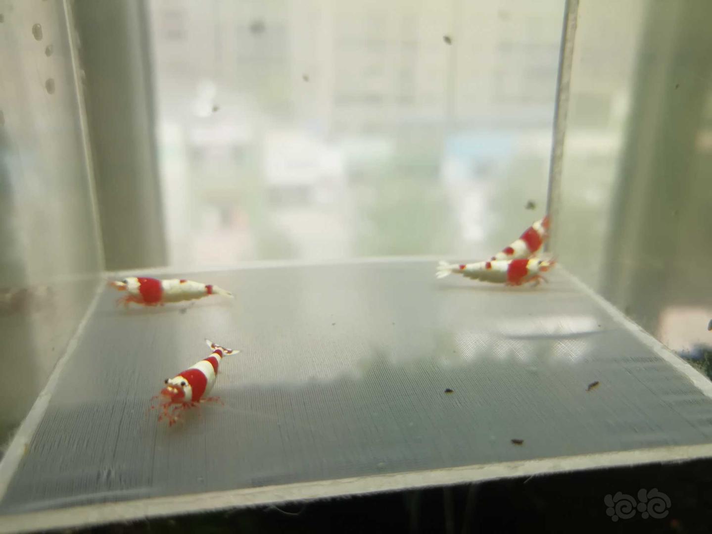 【虾】2020-06-23#RMB拍卖#红白纯血水晶虾一份4只-图9