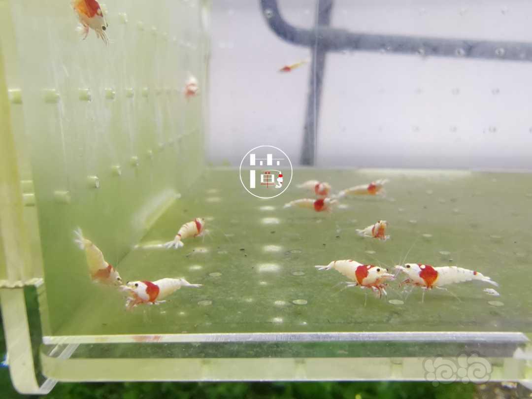 【虾】2020-06-15#RMB拍卖精选系统红白水晶虾20只-图4