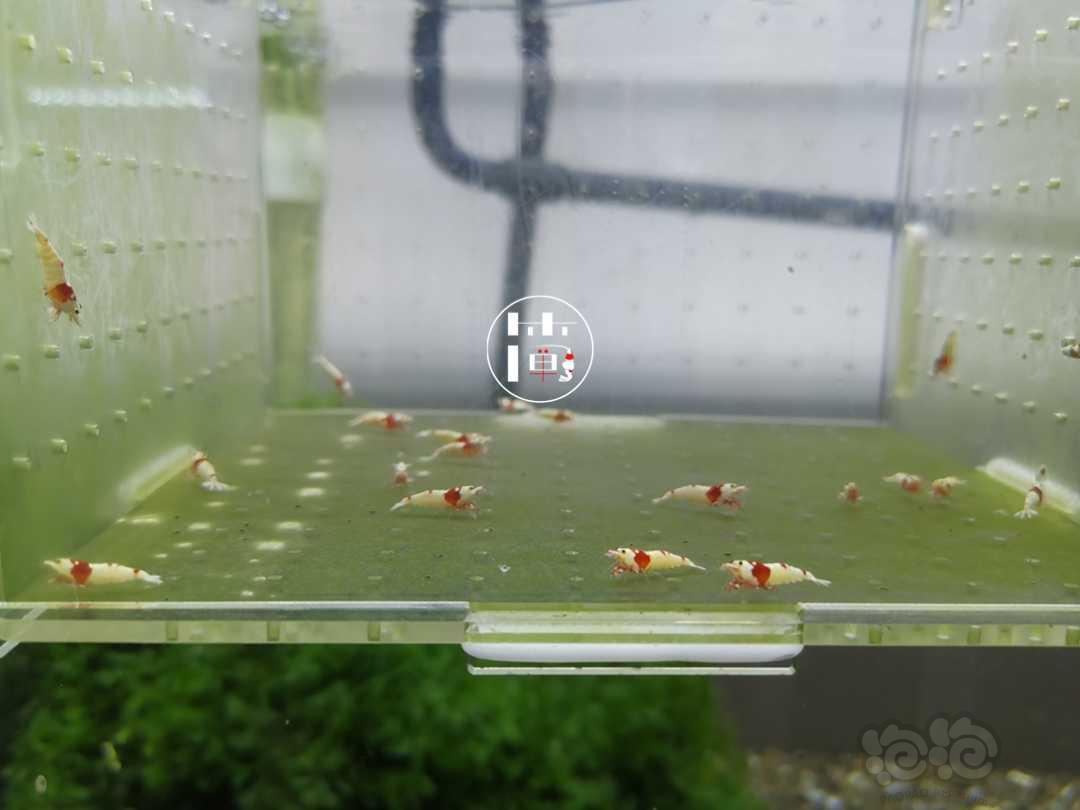 【虾】2020-06-15#RMB拍卖精选系统红白水晶虾20只-图5