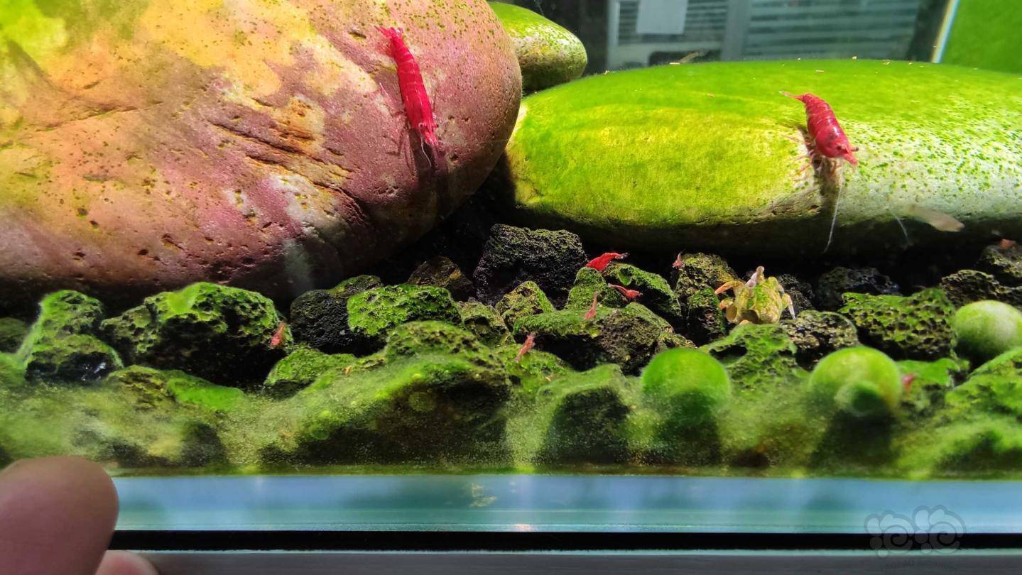 爆缸的节奏有图有真相