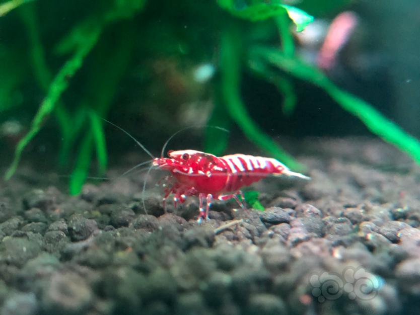 【虾】2020-6-23#RMB拍卖红银河鱼骨水晶虾2只（1公1母）繁殖组-图1