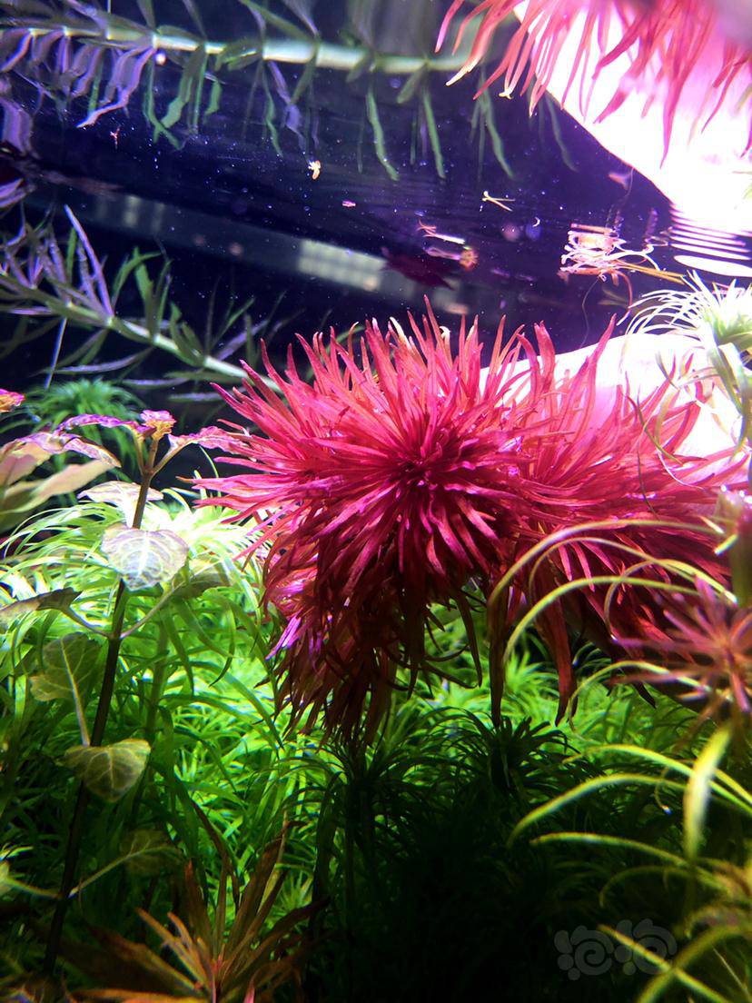 红太阳水草晒图