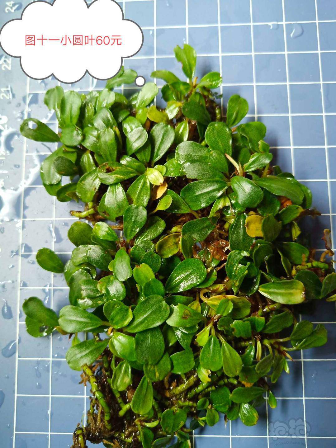 出辣椒榕水上草