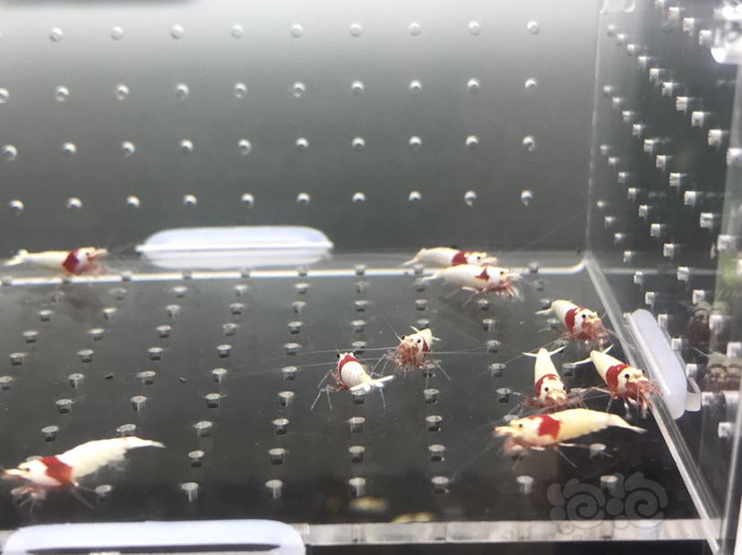 【虾】2020-06-09#RMB#拍卖纯血红白辉煌白躯一份15只-图6