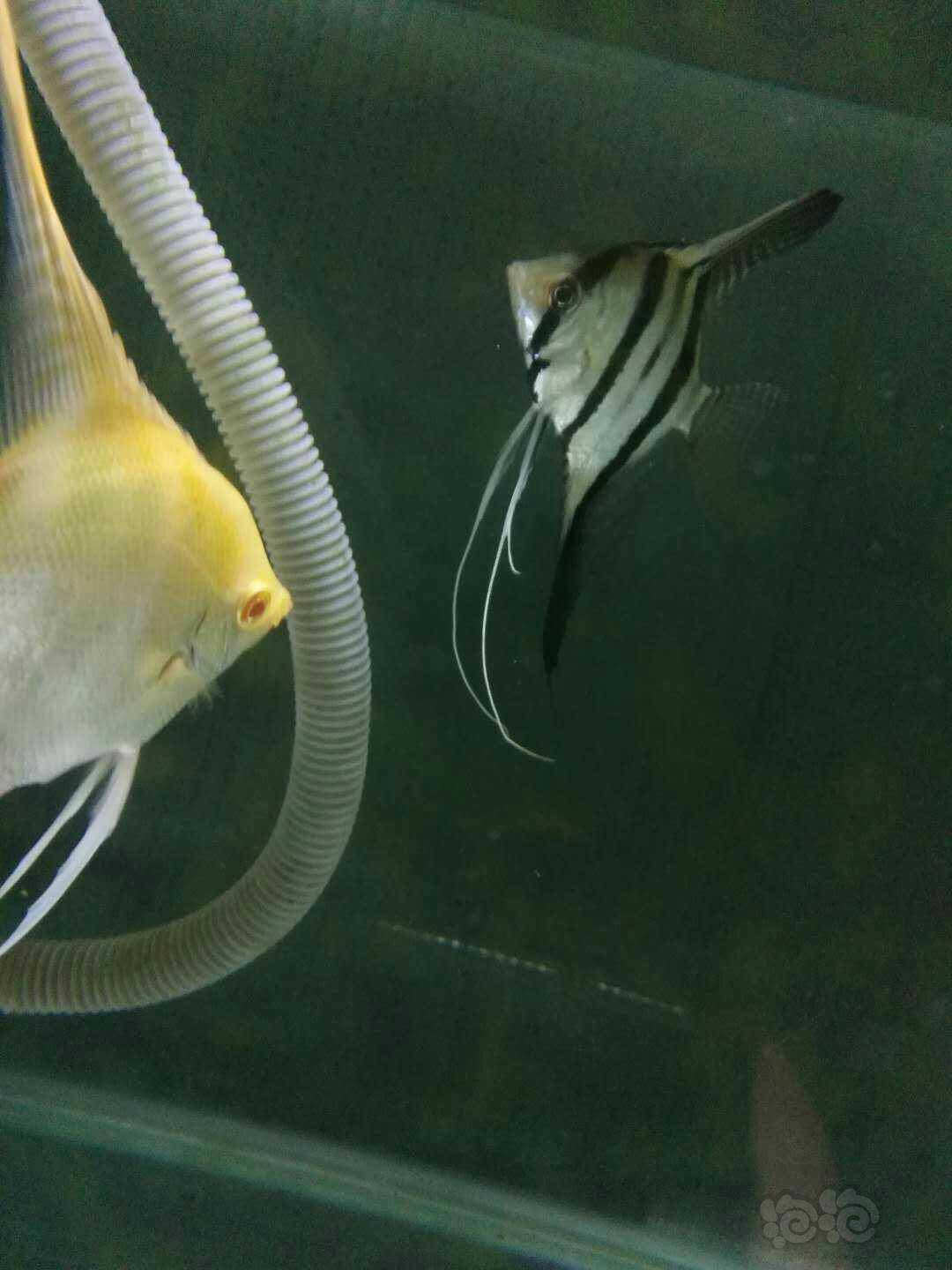 白化燕和秘鲁配对了