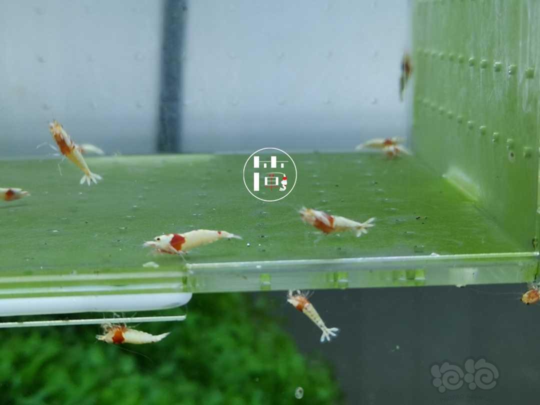 【虾】2020-06-14#RMB拍卖精选系统白躯红白水晶虾15只-图6