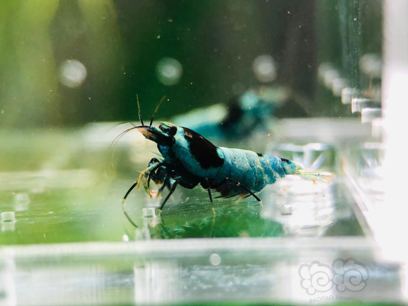 【虾】2020-6-4#RMB拍卖一份蓝化花头繁殖组-5只-图1