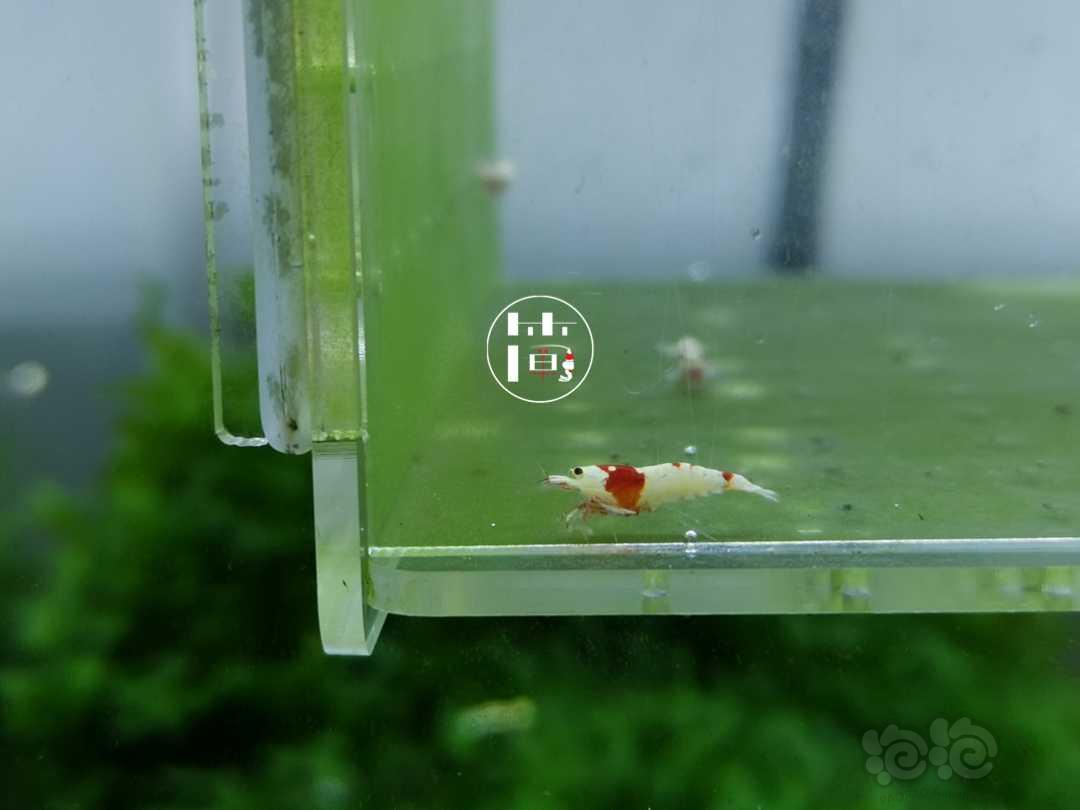 【虾】2020-06-14#RMB拍卖精选系统白躯红白水晶虾15只-图2
