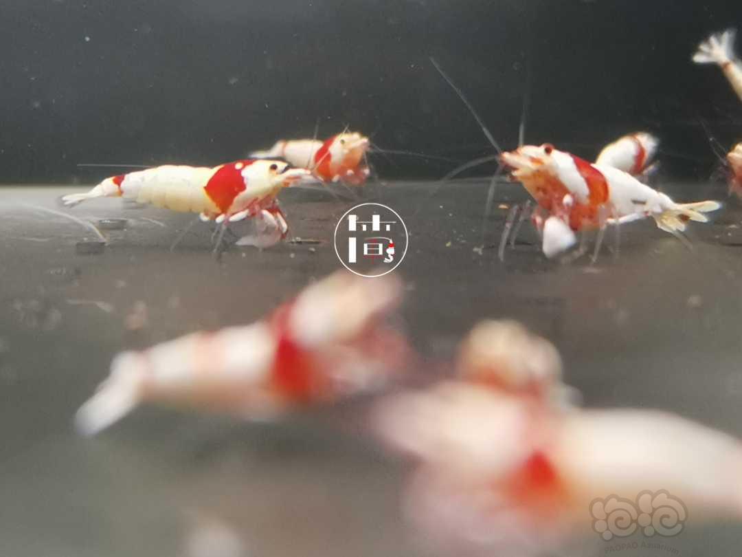 【虾】2020-06-28#RMB拍卖红白水晶虾18只-图3