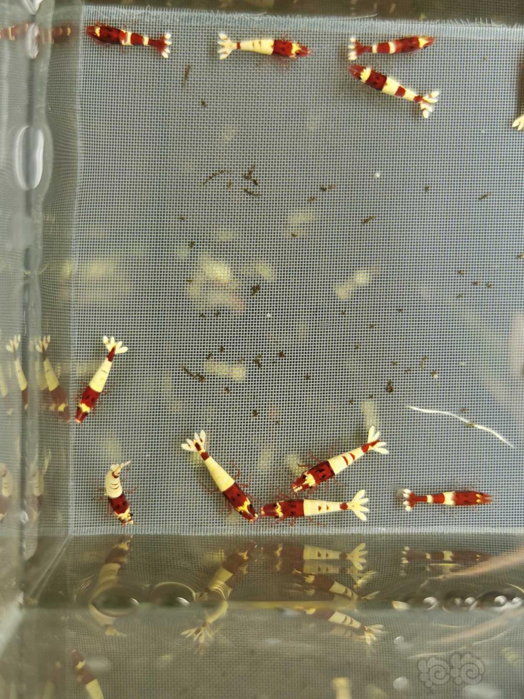 【虾】2020-06-26#RMB拍卖 酒红水晶虾-图3