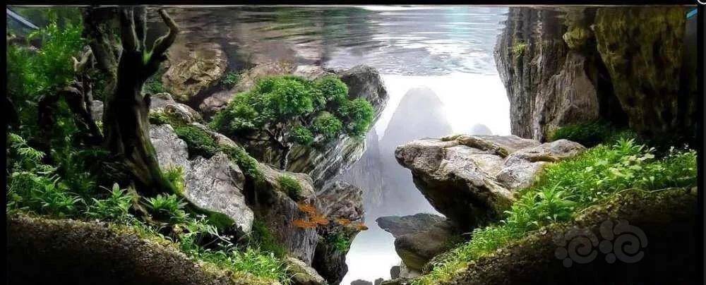 草缸玩的就是变化