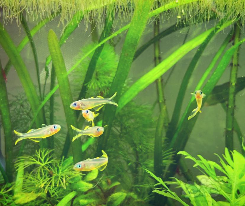 【灯科鱼】今天鱼缸有了新的住户，霓虹燕子-图2
