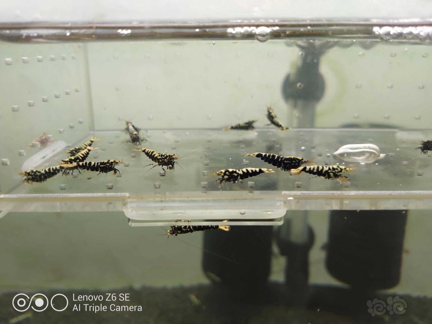 【虾】2020-06-06#RMB拍卖黑银河小虾一份-图4