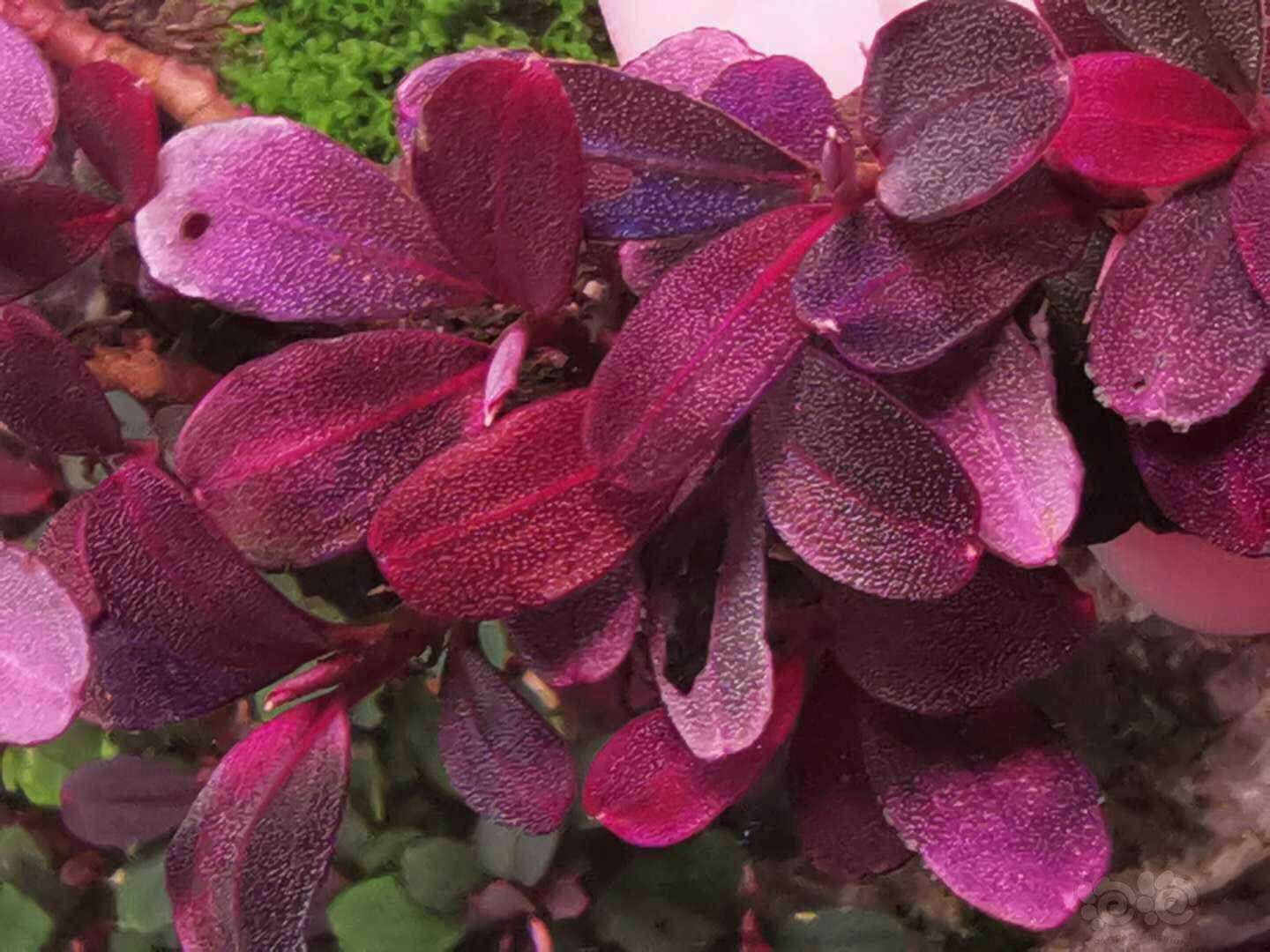 代朋友降价急出辣椒榕福建发货