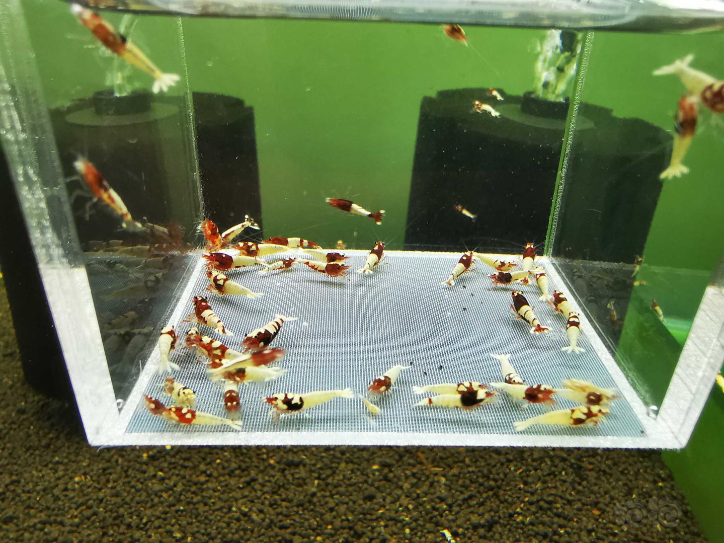 【虾】2020-6-21#RMB拍卖#红姘头水晶虾一份40只-图5