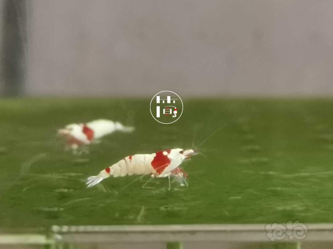 【虾】2020-06-09#RMB拍卖精选系统红白水晶虾10只-图2