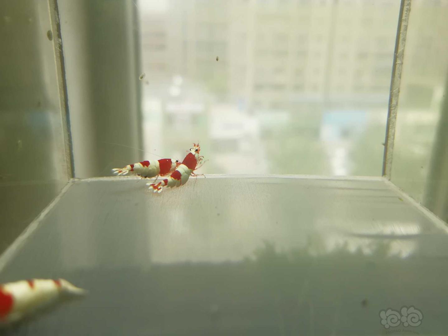 【虾】2020-06-23#RMB拍卖#红白纯血水晶虾一份4只-图5