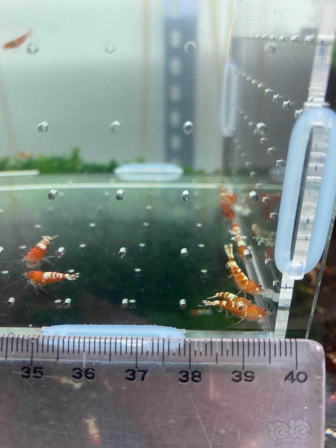 【虾】2020-06-15#RMB拍卖红姘头一份30只-图4