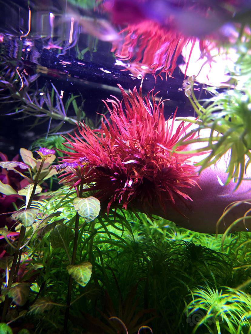 红太阳水草晒图