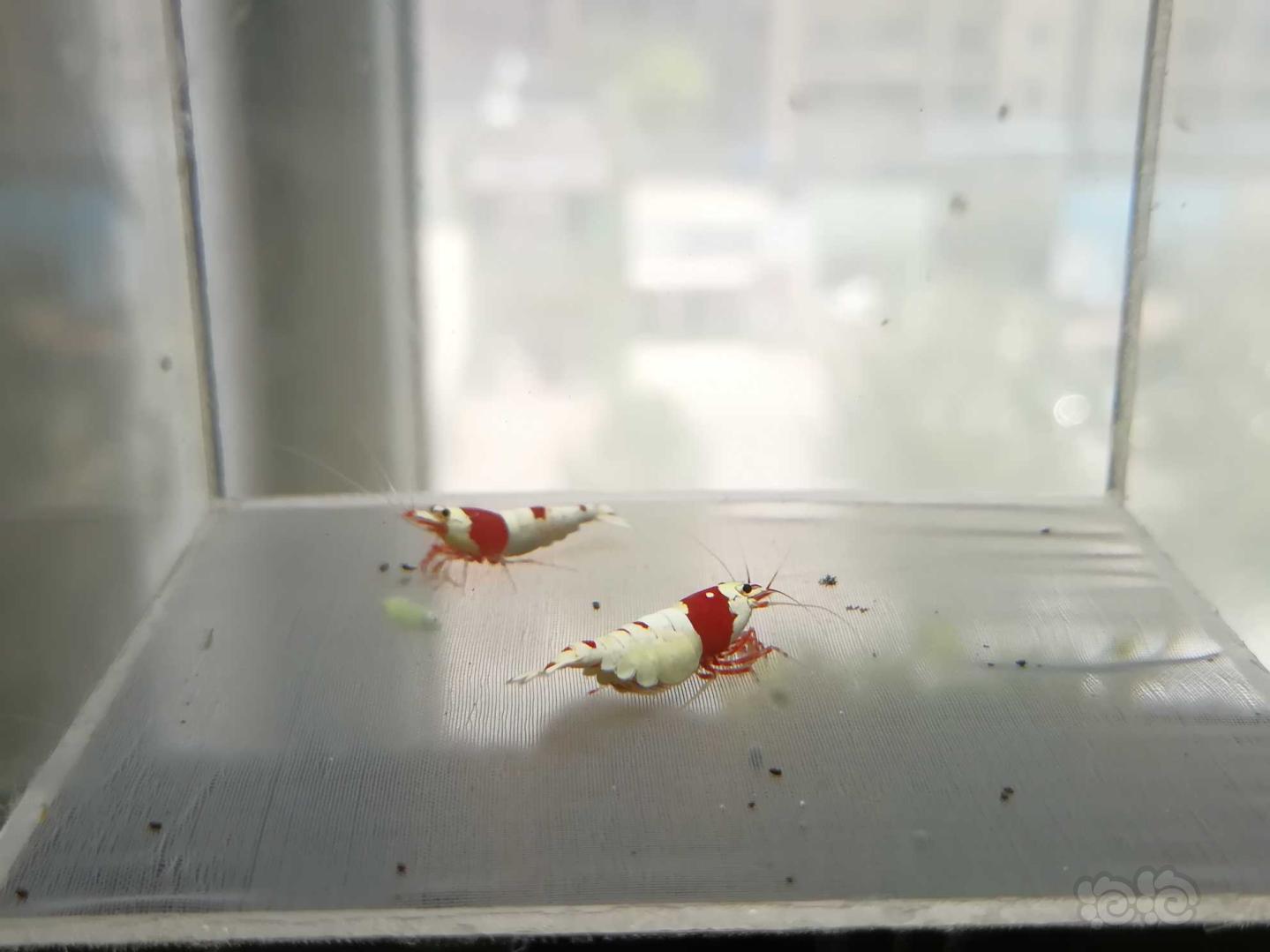 【虾】2020-06-28#RMB拍卖#红白纯血水晶虾一份2只-图7