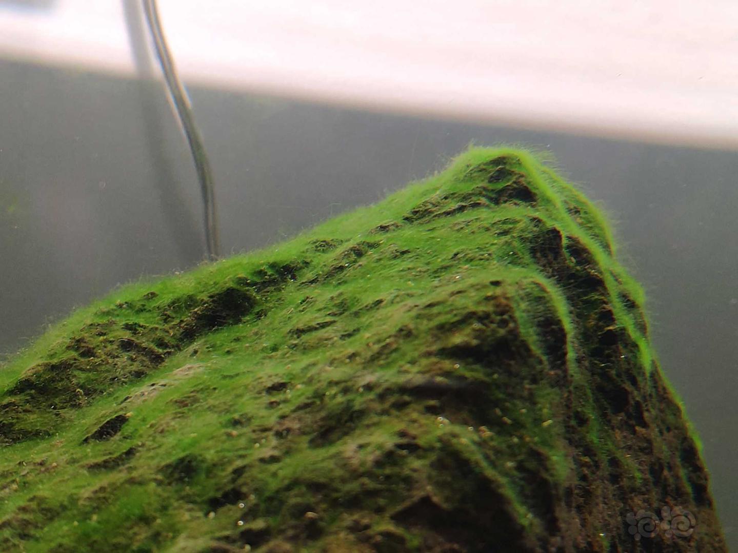 这是什么藻，还挺好看-图1