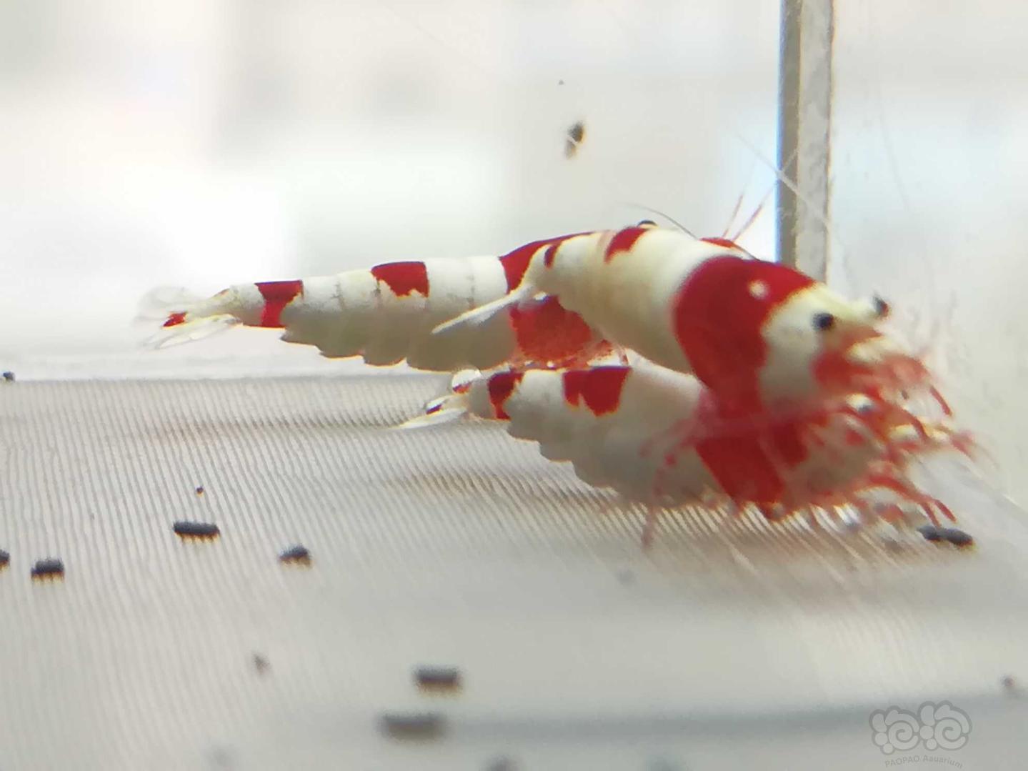 【虾】2020-06-22#RMB拍卖#红白纯血水晶虾一份4只-图5