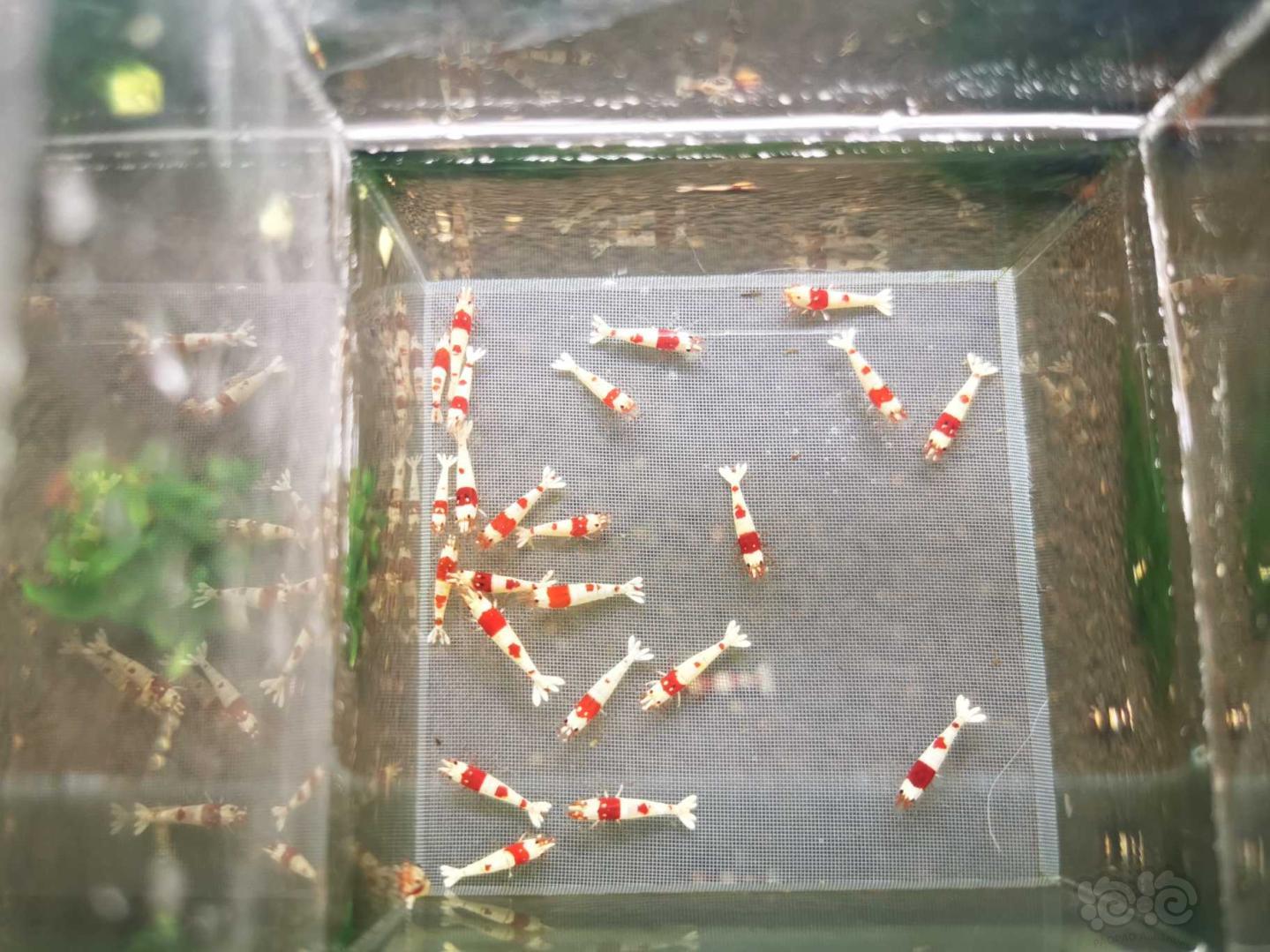 【虾】2020-06-16#RMB拍卖纯血红白 丸子 丸禁27只-图5