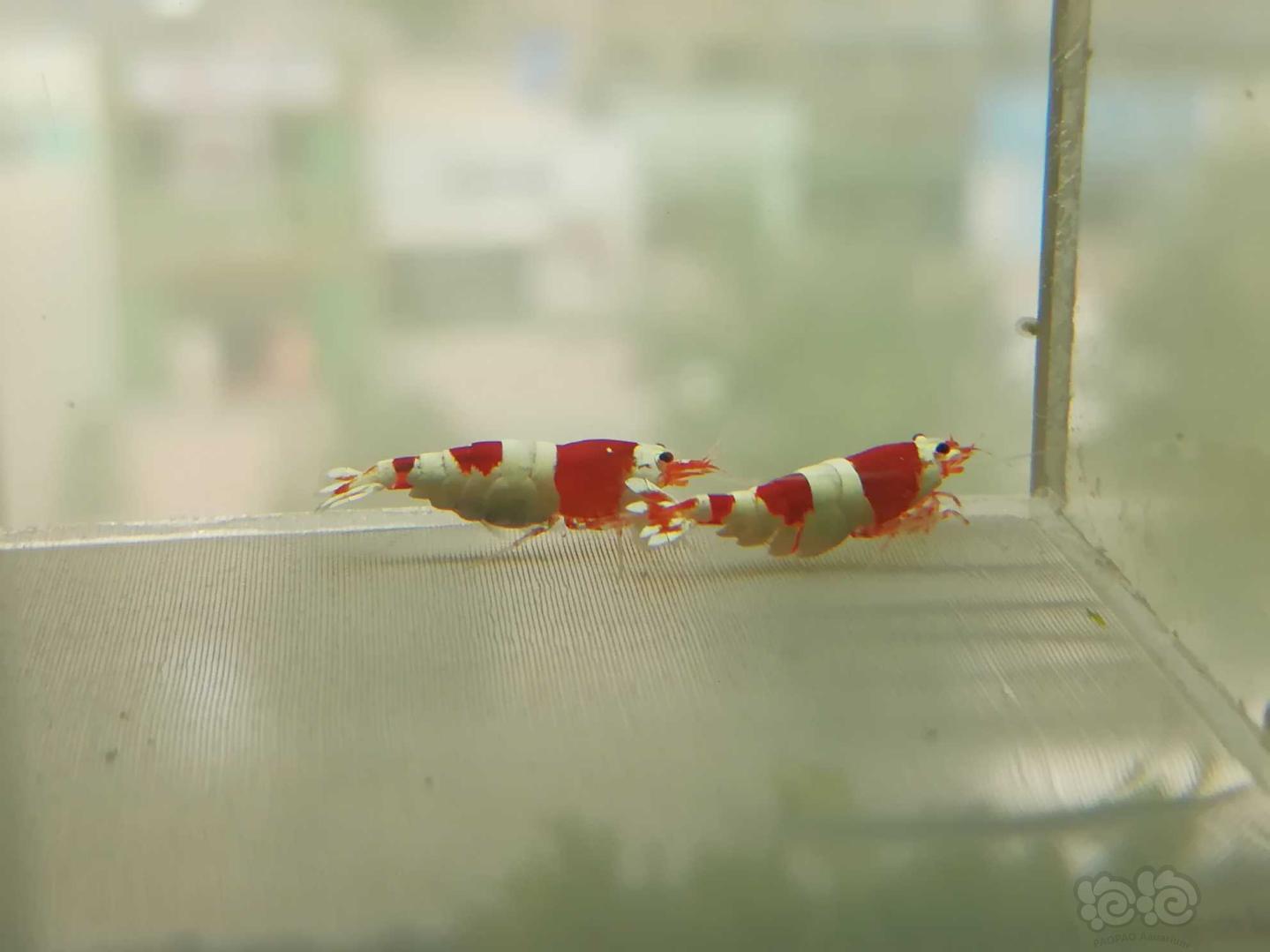 【虾】2020-06-23#RMB拍卖#红白纯血水晶虾一份4只-图6