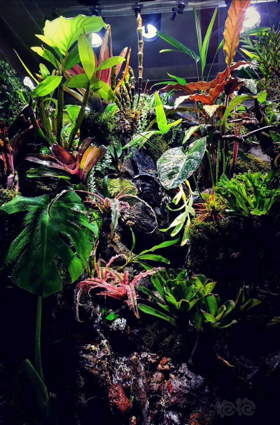 【雨林】一米八雨林景观-图3