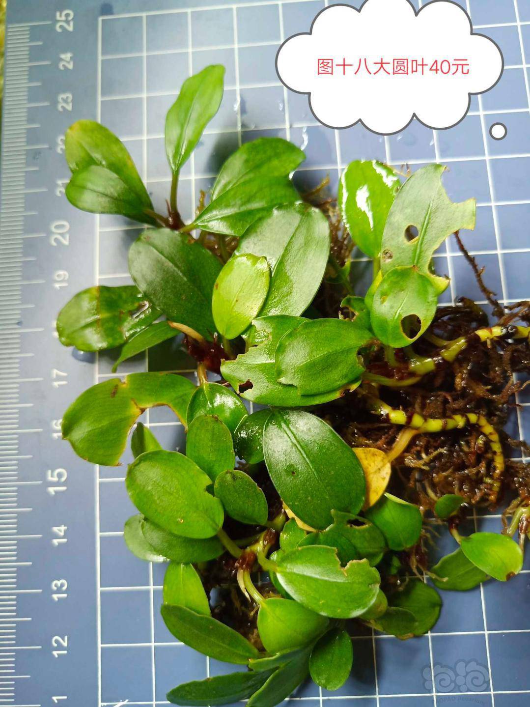 出辣椒榕水上草