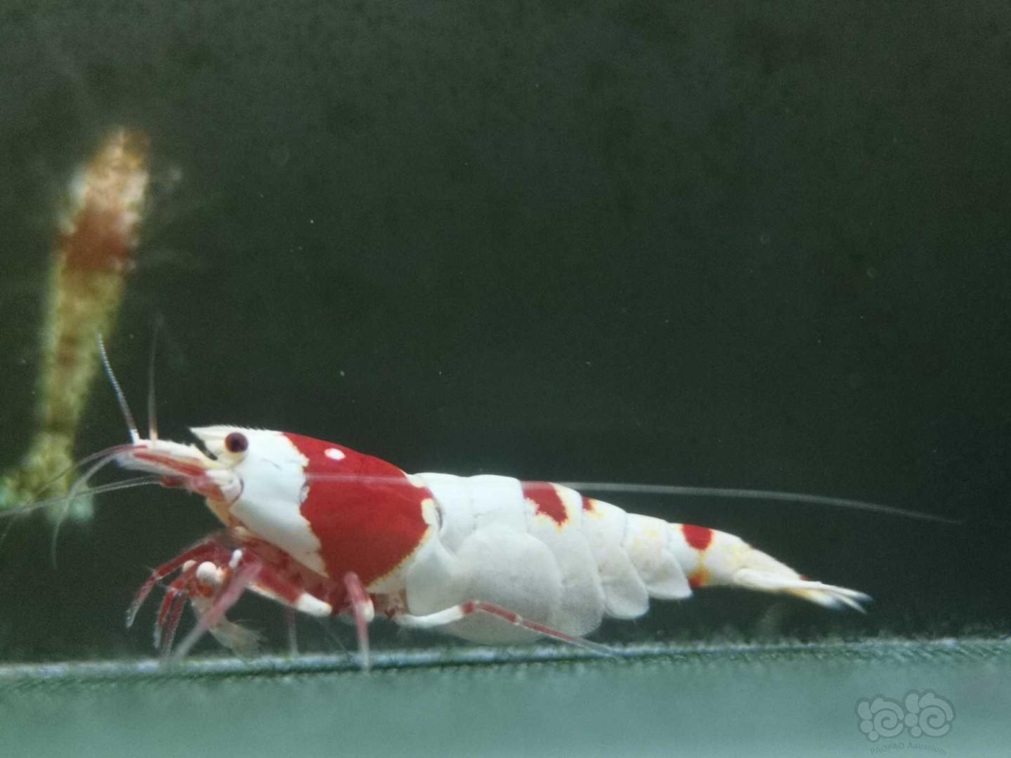 【虾】2020-06-21#RMB拍卖纯血红白一公两母-图10