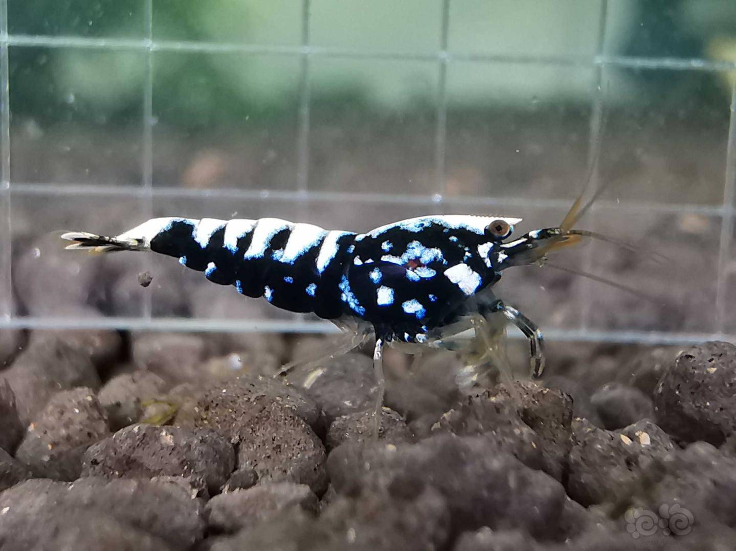 20200610rmb拍卖黑银河星钻水晶虾一份5只