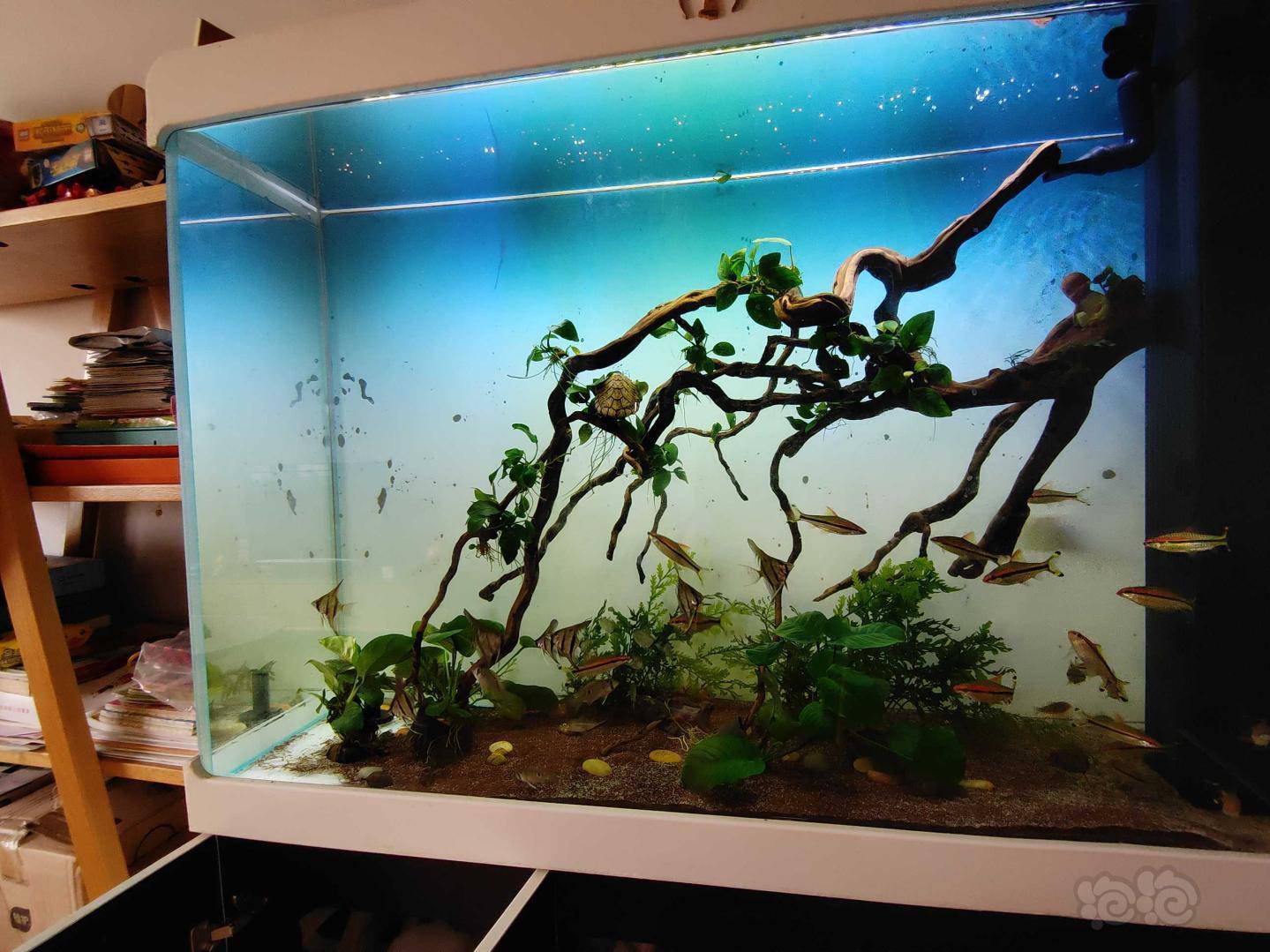 水草造景和种植 剃刀窜入四不像底滤缸